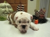 Cute and healthy English Bulldog Puppies for Adoption